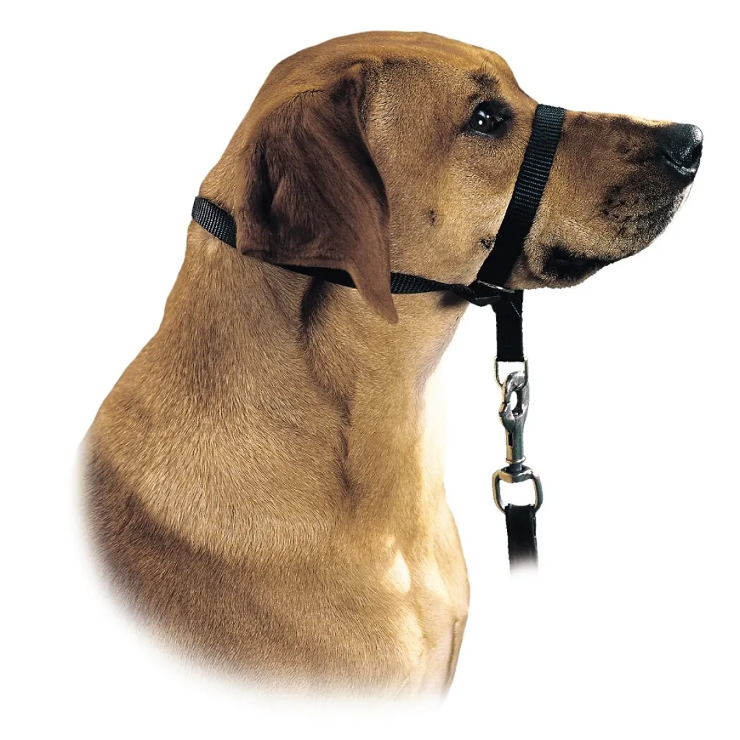 Online Follow Me snudesele til hund str XL Hundeseler Til Alle Behov Og Hundestørrelser