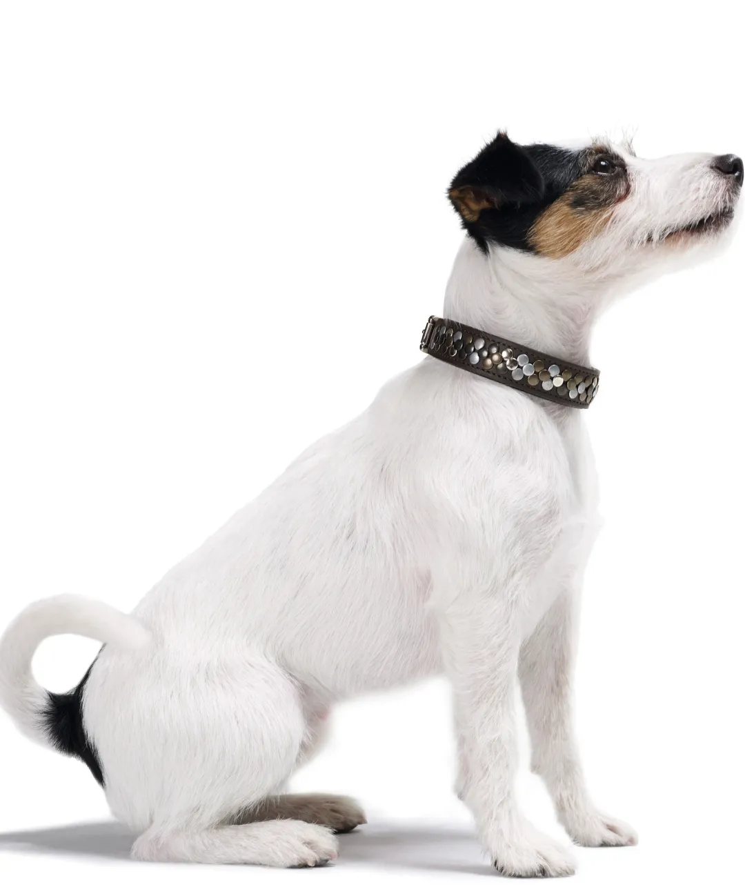 Discount Halsbånd Arizona 47 Brun - 38-43,5 cm Hvalpehalsbånd - Bløde Og Sikre Halsbånd Med Perfekt Pasform Til Din Hvalp|Hundehalsbånd Med Stil - Komfort Og Sikkerhed Til Din Hund
