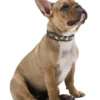 Clearance Halsbånd Arizona 50 Brun 38-44 cm Hvalpehalsbånd - Bløde Og Sikre Halsbånd Med Perfekt Pasform Til Din Hvalp|Hundehalsbånd Med Stil - Komfort Og Sikkerhed Til Din Hund