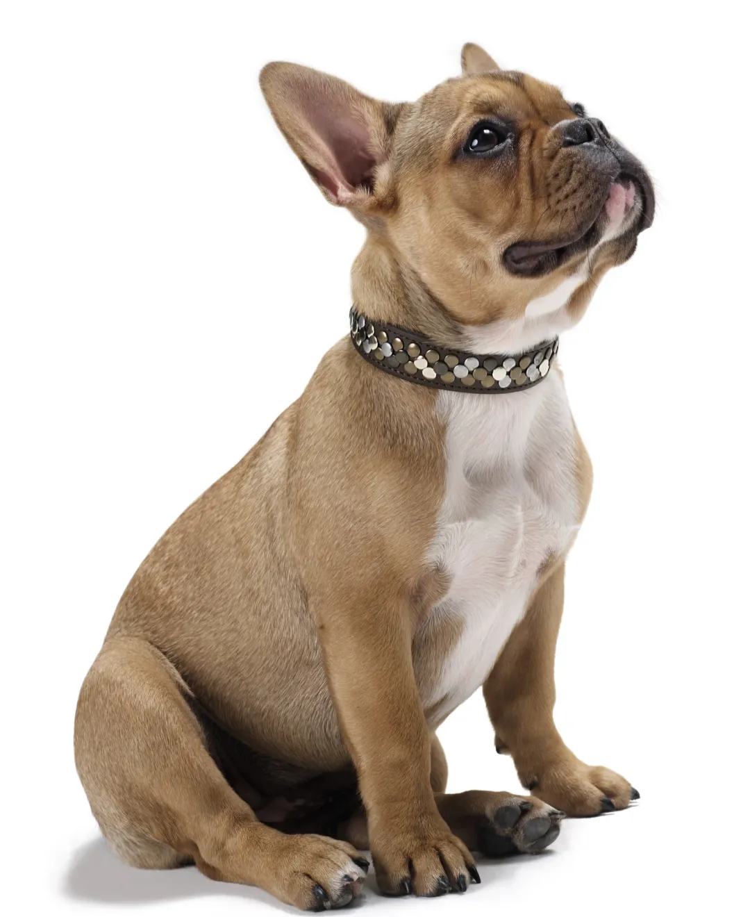 Clearance Halsbånd Arizona 50 Brun 38-44 cm Hvalpehalsbånd - Bløde Og Sikre Halsbånd Med Perfekt Pasform Til Din Hvalp|Hundehalsbånd Med Stil - Komfort Og Sikkerhed Til Din Hund