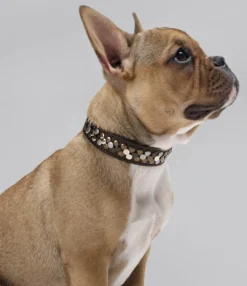 Clearance Halsbånd Arizona 50 Brun 38-44 cm Hvalpehalsbånd - Bløde Og Sikre Halsbånd Med Perfekt Pasform Til Din Hvalp|Hundehalsbånd Med Stil - Komfort Og Sikkerhed Til Din Hund