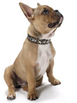 Clearance Halsbånd Arizona 50 Brun 38-44 cm Hvalpehalsbånd - Bløde Og Sikre Halsbånd Med Perfekt Pasform Til Din Hvalp|Hundehalsbånd Med Stil - Komfort Og Sikkerhed Til Din Hund