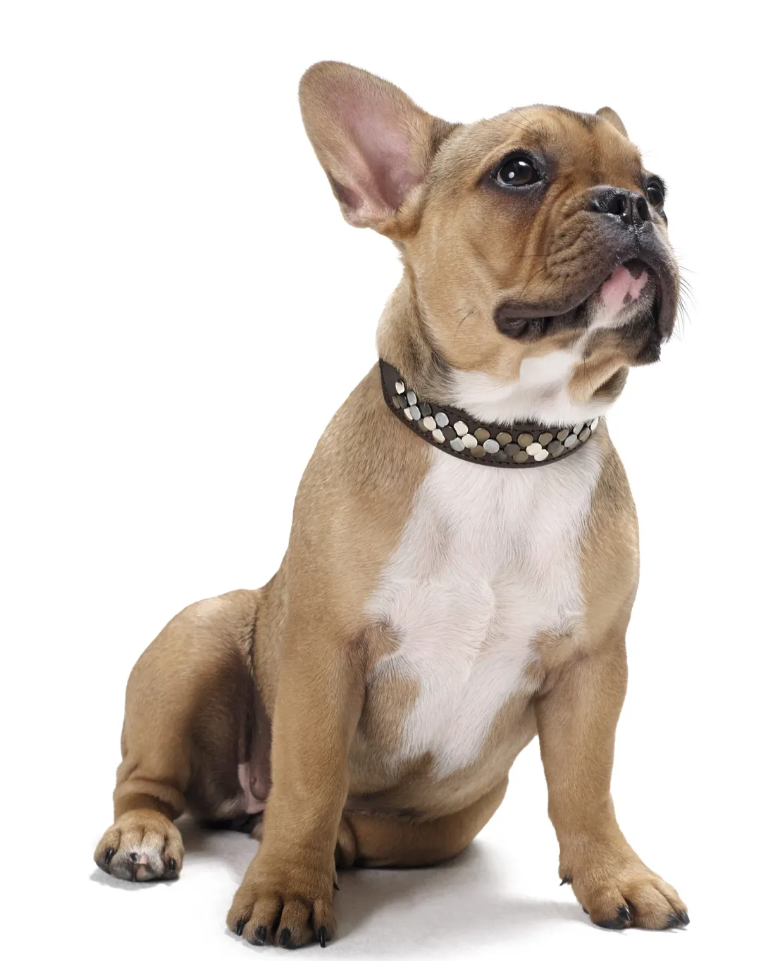 Clearance Halsbånd Arizona 50 Brun 38-44 cm Hvalpehalsbånd - Bløde Og Sikre Halsbånd Med Perfekt Pasform Til Din Hvalp|Hundehalsbånd Med Stil - Komfort Og Sikkerhed Til Din Hund