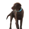 Sale Halsbånd Convenience 40 Blå - 29-35 cm Hvalpehalsbånd - Bløde Og Sikre Halsbånd Med Perfekt Pasform Til Din Hvalp|Hundehalsbånd Med Stil - Komfort Og Sikkerhed Til Din Hund
