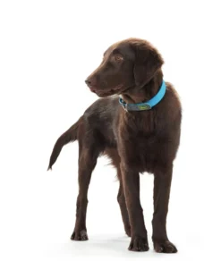 Sale Halsbånd Convenience 40 Blå - 29-35 cm Hvalpehalsbånd - Bløde Og Sikre Halsbånd Med Perfekt Pasform Til Din Hvalp|Hundehalsbånd Med Stil - Komfort Og Sikkerhed Til Din Hund