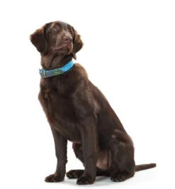 Sale Halsbånd Convenience 40 Blå - 29-35 cm Hvalpehalsbånd - Bløde Og Sikre Halsbånd Med Perfekt Pasform Til Din Hvalp|Hundehalsbånd Med Stil - Komfort Og Sikkerhed Til Din Hund