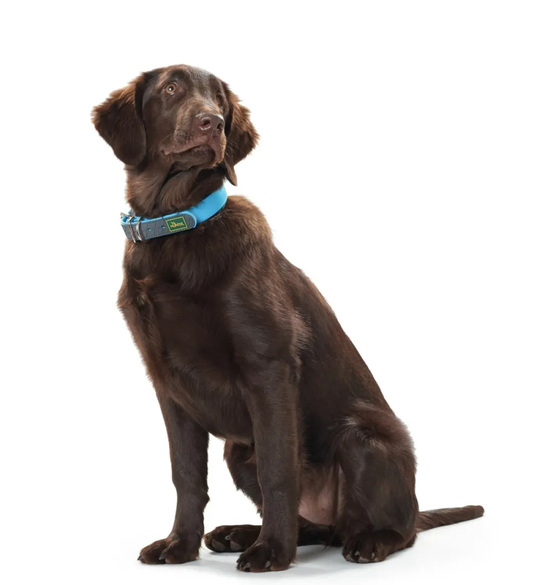 Discount Halsbånd Convenience 35 Blå - 22-30 cm Hvalpehalsbånd - Bløde Og Sikre Halsbånd Med Perfekt Pasform Til Din Hvalp|Hundehalsbånd Med Stil - Komfort Og Sikkerhed Til Din Hund