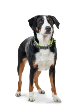 Sale Halsbånd Convenience 35 Gul - 22-30 cm Hvalpehalsbånd - Bløde Og Sikre Halsbånd Med Perfekt Pasform Til Din Hvalp|Hundehalsbånd Med Stil - Komfort Og Sikkerhed Til Din Hund