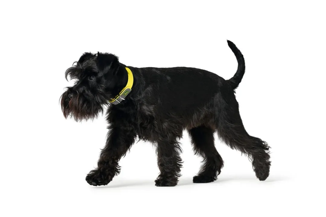 Sale Halsbånd Convenience 35 Gul - 22-30 cm Hvalpehalsbånd - Bløde Og Sikre Halsbånd Med Perfekt Pasform Til Din Hvalp|Hundehalsbånd Med Stil - Komfort Og Sikkerhed Til Din Hund