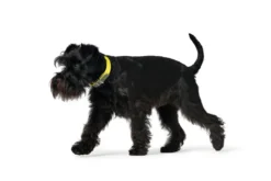 Clearance Halsbånd Convenience 55 Gul - 41-50 cm Hvalpehalsbånd - Bløde Og Sikre Halsbånd Med Perfekt Pasform Til Din Hvalp|Hundehalsbånd Med Stil - Komfort Og Sikkerhed Til Din Hund