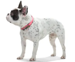 Best Halsbånd Convenience 35 NeonPink - 22-30 cm Hvalpehalsbånd - Bløde Og Sikre Halsbånd Med Perfekt Pasform Til Din Hvalp|Hundehalsbånd Med Stil - Komfort Og Sikkerhed Til Din Hund