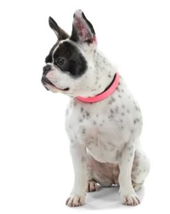 Best Halsbånd Convenience NeonPink 40 - 29-35 cm Hvalpehalsbånd - Bløde Og Sikre Halsbånd Med Perfekt Pasform Til Din Hvalp|Hundehalsbånd Med Stil - Komfort Og Sikkerhed Til Din Hund