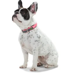 Discount Halsbånd Convenience 45 NeonPink - 33-40 cm Hvalpehalsbånd - Bløde Og Sikre Halsbånd Med Perfekt Pasform Til Din Hvalp|Hundehalsbånd Med Stil - Komfort Og Sikkerhed Til Din Hund