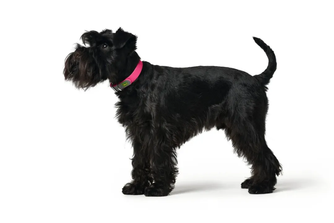 Discount Halsbånd Convenience 55 NeonPink - 41-50 cm Hvalpehalsbånd - Bløde Og Sikre Halsbånd Med Perfekt Pasform Til Din Hvalp|Hundehalsbånd Med Stil - Komfort Og Sikkerhed Til Din Hund