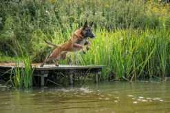 Sale Halsbånd Convenience 60 Orange - 45-55 cm Hvalpehalsbånd - Bløde Og Sikre Halsbånd Med Perfekt Pasform Til Din Hvalp|Hundehalsbånd Med Stil - Komfort Og Sikkerhed Til Din Hund