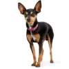New Halsbånd Diamond Petit 30 Pink - 23-27 cm Hvalpehalsbånd - Bløde Og Sikre Halsbånd Med Perfekt Pasform Til Din Hvalp|Hundehalsbånd Med Stil - Komfort Og Sikkerhed Til Din Hund