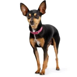 New Halsbånd Diamond Petit 30 Pink - 23-27 cm Hvalpehalsbånd - Bløde Og Sikre Halsbånd Med Perfekt Pasform Til Din Hvalp|Hundehalsbånd Med Stil - Komfort Og Sikkerhed Til Din Hund