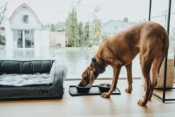 Best Halsbånd Divo L Petrol/Grå - justerbart hundehalsbånd (45-55 cm, B 4,5 cm) Hvalpehalsbånd - Bløde Og Sikre Halsbånd Med Perfekt Pasform Til Din Hvalp|Hundehalsbånd Med Stil - Komfort Og Sikkerhed Til Din Hund
