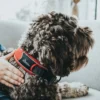 Best Halsbånd Divo L Rød/Grå - justerbart hundehalsbånd (45-55 cm, B 4,5 cm) Hvalpehalsbånd - Bløde Og Sikre Halsbånd Med Perfekt Pasform Til Din Hvalp|Hundehalsbånd Med Stil - Komfort Og Sikkerhed Til Din Hund