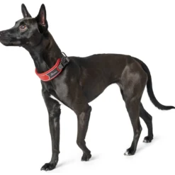 Best Halsbånd Divo L Rød/Grå - justerbart hundehalsbånd (45-55 cm, B 4,5 cm) Hvalpehalsbånd - Bløde Og Sikre Halsbånd Med Perfekt Pasform Til Din Hvalp|Hundehalsbånd Med Stil - Komfort Og Sikkerhed Til Din Hund