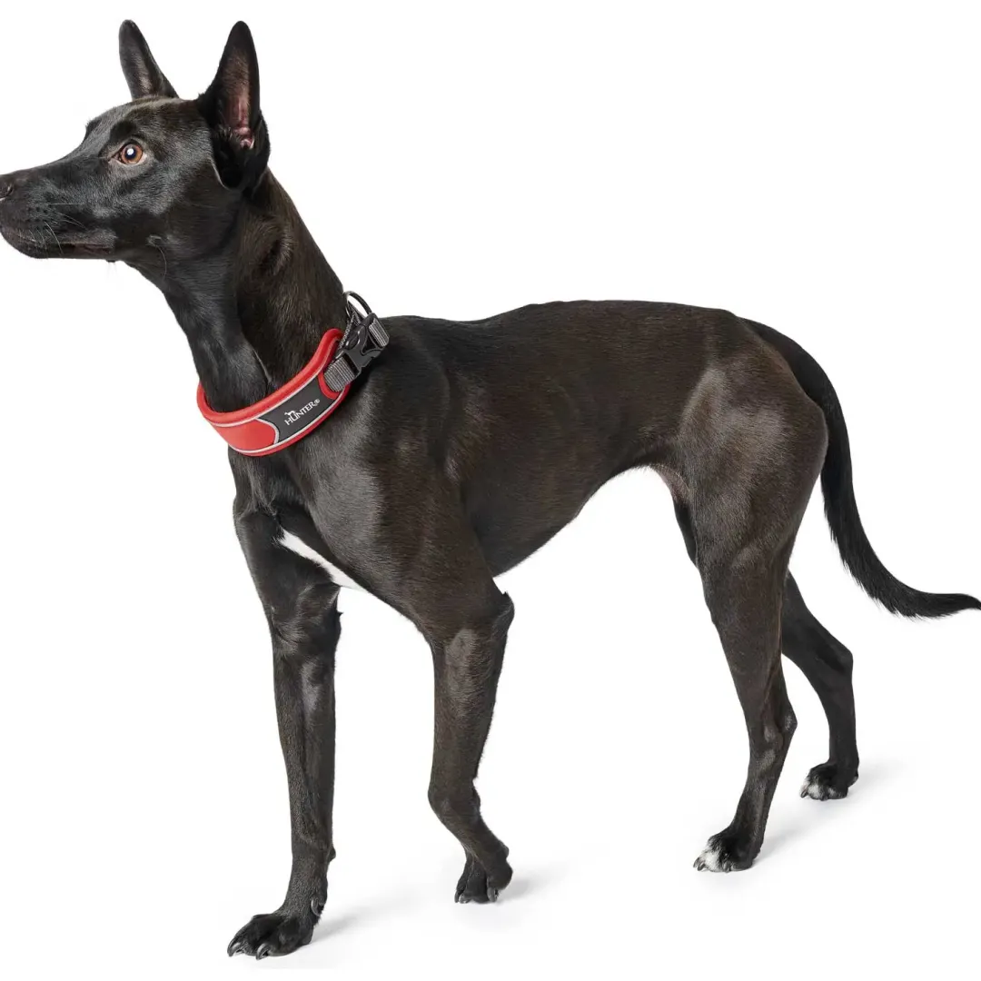 Best Halsbånd Divo L Rød/Grå - justerbart hundehalsbånd (45-55 cm, B 4,5 cm) Hvalpehalsbånd - Bløde Og Sikre Halsbånd Med Perfekt Pasform Til Din Hvalp|Hundehalsbånd Med Stil - Komfort Og Sikkerhed Til Din Hund