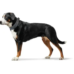 New Halsbånd Divo M Grå/Grå - justerbart hundehalsbånd (35-45 cm, B 4,5 cm) Hvalpehalsbånd - Bløde Og Sikre Halsbånd Med Perfekt Pasform Til Din Hvalp|Hundehalsbånd Med Stil - Komfort Og Sikkerhed Til Din Hund