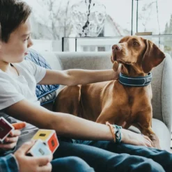 Clearance Halsbånd Divo M Petrol/Grå - justerbart hundehalsbånd (35-45 cm, B 4,5 cm) Hvalpehalsbånd - Bløde Og Sikre Halsbånd Med Perfekt Pasform Til Din Hvalp|Hundehalsbånd Med Stil - Komfort Og Sikkerhed Til Din Hund