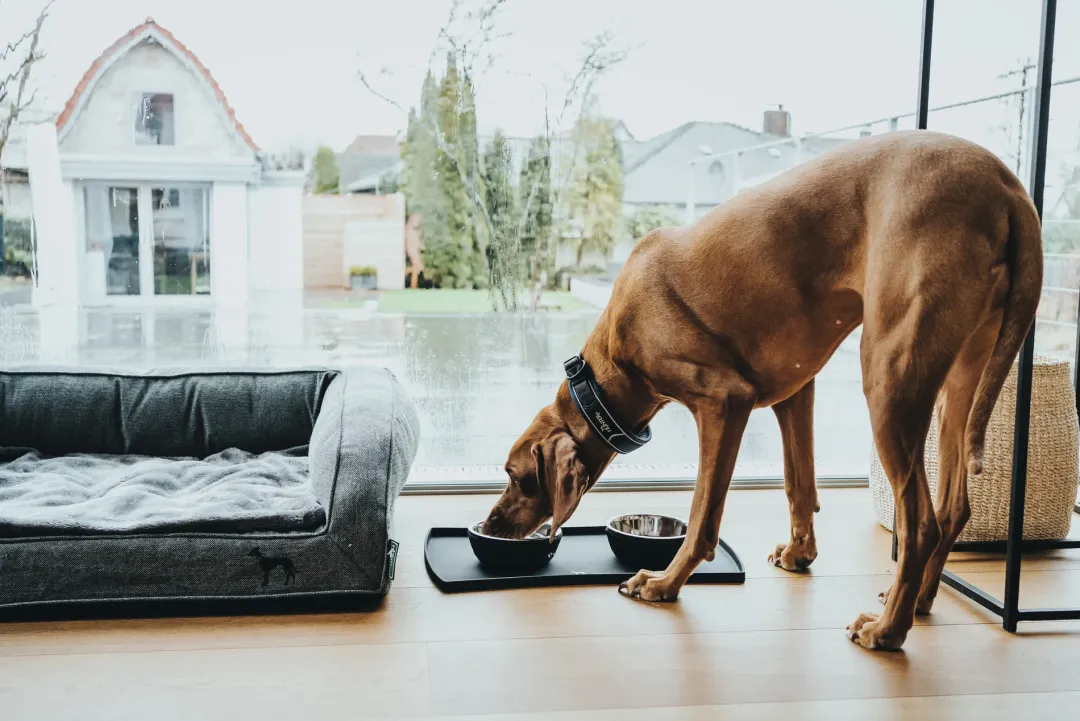 Clearance Halsbånd Divo M Petrol/Grå - justerbart hundehalsbånd (35-45 cm, B 4,5 cm) Hvalpehalsbånd - Bløde Og Sikre Halsbånd Med Perfekt Pasform Til Din Hvalp|Hundehalsbånd Med Stil - Komfort Og Sikkerhed Til Din Hund