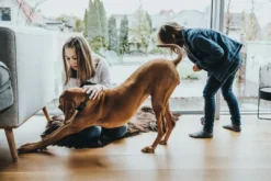 Clearance Halsbånd Divo M Petrol/Grå - justerbart hundehalsbånd (35-45 cm, B 4,5 cm) Hvalpehalsbånd - Bløde Og Sikre Halsbånd Med Perfekt Pasform Til Din Hvalp|Hundehalsbånd Med Stil - Komfort Og Sikkerhed Til Din Hund