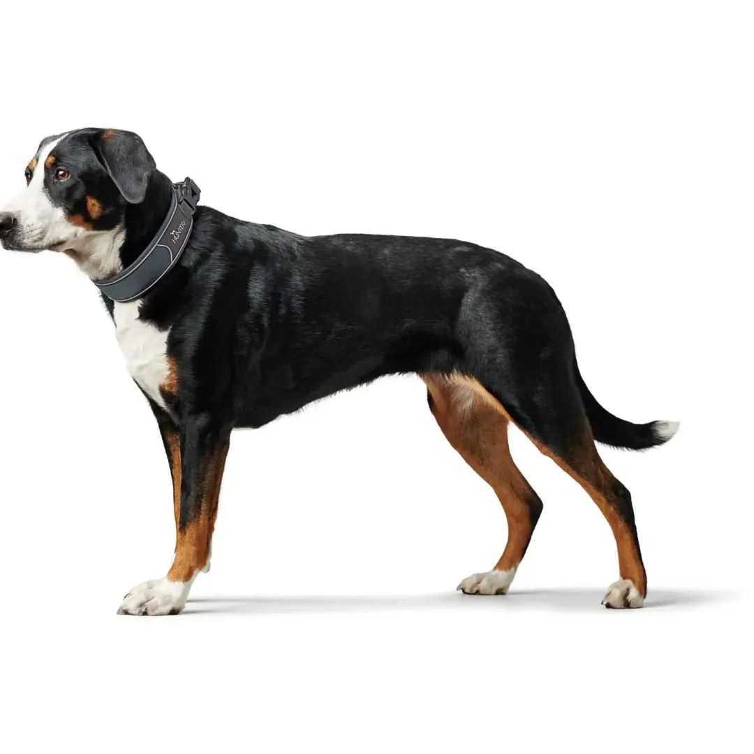 Outlet Halsbånd Divo S Grå/Grå - justerbart hundehalsbånd (25-35 cm, B 4 cm) Hvalpehalsbånd - Bløde Og Sikre Halsbånd Med Perfekt Pasform Til Din Hvalp|Hundehalsbånd Med Stil - Komfort Og Sikkerhed Til Din Hund