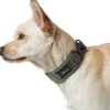 Clearance Halsbånd Divo S Grøn/Grå - justerbart hundehalsbånd (25-35 cm, B 4 cm) Hvalpehalsbånd - Bløde Og Sikre Halsbånd Med Perfekt Pasform Til Din Hvalp|Hundehalsbånd Med Stil - Komfort Og Sikkerhed Til Din Hund