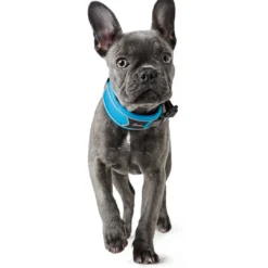 Clearance Halsbånd Divo S Lyseblå/Grå - justerbart hundehalsbånd (25-35 cm, B 4 cm) Hvalpehalsbånd - Bløde Og Sikre Halsbånd Med Perfekt Pasform Til Din Hvalp|Hundehalsbånd Med Stil - Komfort Og Sikkerhed Til Din Hund
