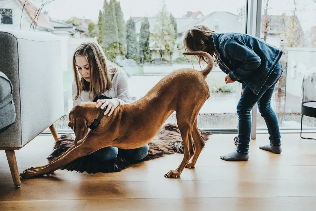 Hot Halsbånd Divo S Petrol/Grå - justerbart hundehalsbånd (25-35 cm, B 4 cm) Hvalpehalsbånd - Bløde Og Sikre Halsbånd Med Perfekt Pasform Til Din Hvalp|Hundehalsbånd Med Stil - Komfort Og Sikkerhed Til Din Hund