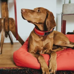 Online Halsbånd Divo S Rød/Grå - justerbart hundehalsbånd (25-35 cm, B 4 cm) Hvalpehalsbånd - Bløde Og Sikre Halsbånd Med Perfekt Pasform Til Din Hvalp|Hundehalsbånd Med Stil - Komfort Og Sikkerhed Til Din Hund
