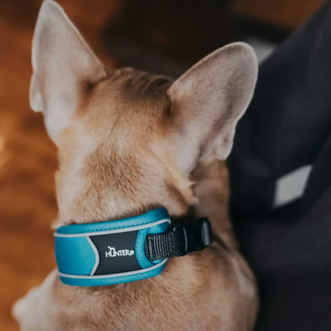 Best Halsbånd Divo XL Lyseblå/Grå - justerbart hundehalsbånd (55-65 cm, B 5,5 cm) Hvalpehalsbånd - Bløde Og Sikre Halsbånd Med Perfekt Pasform Til Din Hvalp|Hundehalsbånd Med Stil - Komfort Og Sikkerhed Til Din Hund