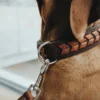 Discount Halsbånd El Paso L Brun/Sort 65 - 50-56 cm Hvalpehalsbånd - Bløde Og Sikre Halsbånd Med Perfekt Pasform Til Din Hvalp|Hundehalsbånd Med Stil - Komfort Og Sikkerhed Til Din Hund