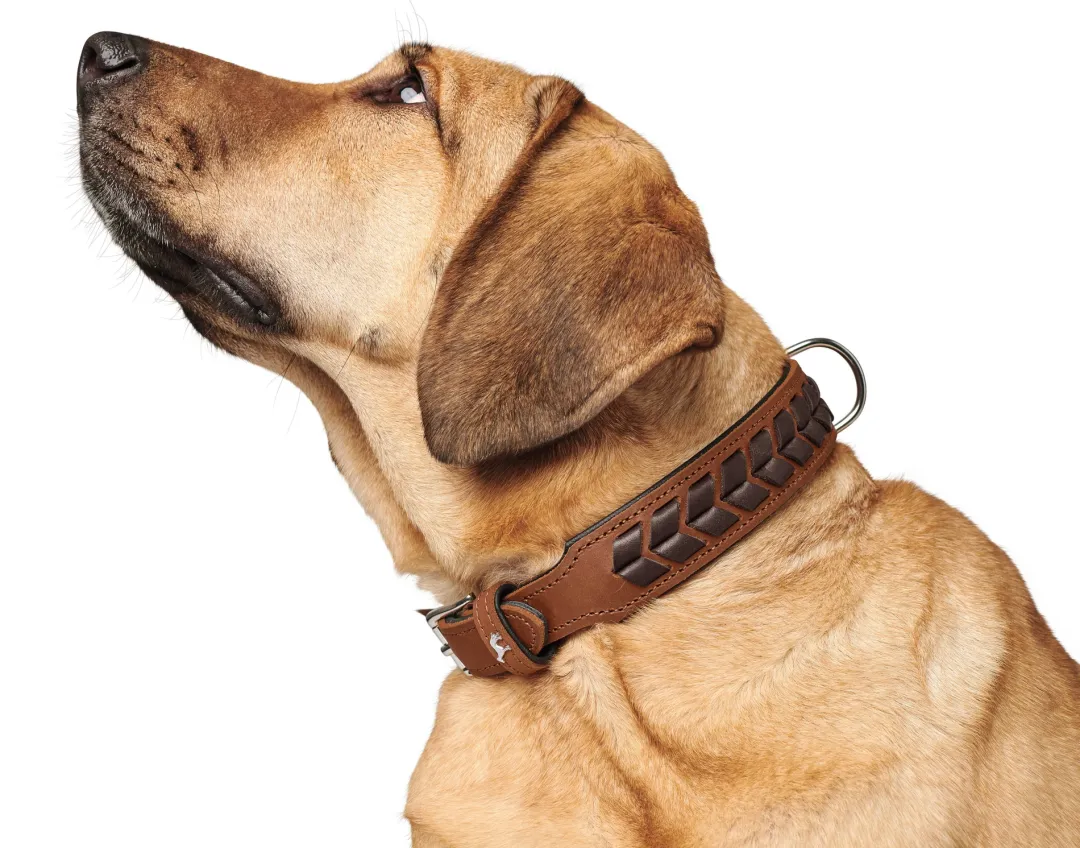 Hot Halsbånd El Paso L 65 Cognac/Sort - 50-56 cm Hvalpehalsbånd - Bløde Og Sikre Halsbånd Med Perfekt Pasform Til Din Hvalp|Hundehalsbånd Med Stil - Komfort Og Sikkerhed Til Din Hund