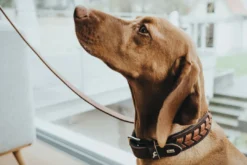 Sale Halsbånd El Paso M-L Brun/Sort 60 - 46-52 cm Hvalpehalsbånd - Bløde Og Sikre Halsbånd Med Perfekt Pasform Til Din Hvalp|Hundehalsbånd Med Stil - Komfort Og Sikkerhed Til Din Hund