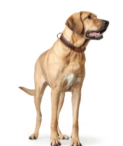 Clearance Halsbånd El Paso M-L 60 Cognac/Sort - 46-52 cm Hvalpehalsbånd - Bløde Og Sikre Halsbånd Med Perfekt Pasform Til Din Hvalp|Hundehalsbånd Med Stil - Komfort Og Sikkerhed Til Din Hund