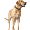 New Halsbånd El Paso M-L 60 Cognac/Sort - 46-52 cm Hvalpehalsbånd - Bløde Og Sikre Halsbånd Med Perfekt Pasform Til Din Hvalp|Hundehalsbånd Med Stil - Komfort Og Sikkerhed Til Din Hund