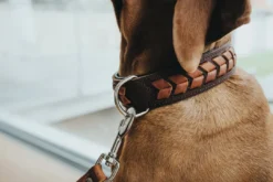 Halsbånd El Paso S-M Brun/Sort 50 - 37-43 cm Hvalpehalsbånd - Bløde Og Sikre Halsbånd Med Perfekt Pasform Til Din Hvalp|Hundehalsbånd Med Stil - Komfort Og Sikkerhed Til Din Hund