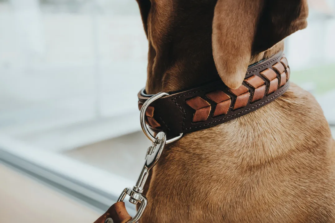 Halsbånd El Paso S-M Brun/Sort 50 - 37-43 cm Hvalpehalsbånd - Bløde Og Sikre Halsbånd Med Perfekt Pasform Til Din Hvalp|Hundehalsbånd Med Stil - Komfort Og Sikkerhed Til Din Hund