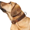 Discount Halsbånd El Paso S-M 50 Cognac/Sort - 37-43 cm Hvalpehalsbånd - Bløde Og Sikre Halsbånd Med Perfekt Pasform Til Din Hvalp|Hundehalsbånd Med Stil - Komfort Og Sikkerhed Til Din Hund