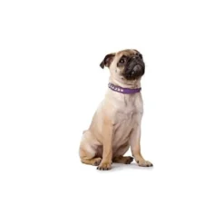 Clearance halsbånd Rocky Petit 30 Sort - 23-27 cm Hvalpehalsbånd - Bløde Og Sikre Halsbånd Med Perfekt Pasform Til Din Hvalp|Hundehalsbånd Med Stil - Komfort Og Sikkerhed Til Din Hund
