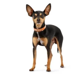 Clearance halsbånd Rocky Petit 30 Sort - 23-27 cm Hvalpehalsbånd - Bløde Og Sikre Halsbånd Med Perfekt Pasform Til Din Hvalp|Hundehalsbånd Med Stil - Komfort Og Sikkerhed Til Din Hund