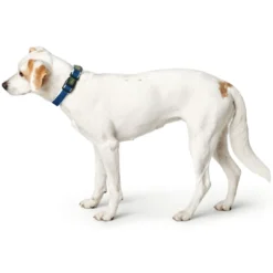 Clearance hunde halsbånd Hilo Blå L-XL - justerbart hundehalsbånd (40-60 cm, B 3,2 cm) Hvalpehalsbånd - Bløde Og Sikre Halsbånd Med Perfekt Pasform Til Din Hvalp|Hundehalsbånd Med Stil - Komfort Og Sikkerhed Til Din Hund