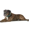 hunde halsbånd Hilo Turkis L-XL - justerbart hundehalsbånd (40-60 cm, B 3,2 cm) Hvalpehalsbånd - Bløde Og Sikre Halsbånd Med Perfekt Pasform Til Din Hvalp|Hundehalsbånd Med Stil - Komfort Og Sikkerhed Til Din Hund