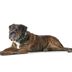 hunde halsbånd Hilo Turkis L-XL - justerbart hundehalsbånd (40-60 cm, B 3,2 cm) Hvalpehalsbånd - Bløde Og Sikre Halsbånd Med Perfekt Pasform Til Din Hvalp|Hundehalsbånd Med Stil - Komfort Og Sikkerhed Til Din Hund