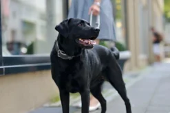 Hundehalsbånd læder Canada Elg Grå 30 - 21-25 cm Hvalpehalsbånd - Bløde Og Sikre Halsbånd Med Perfekt Pasform Til Din Hvalp|Hundehalsbånd Med Stil - Komfort Og Sikkerhed Til Din Hund