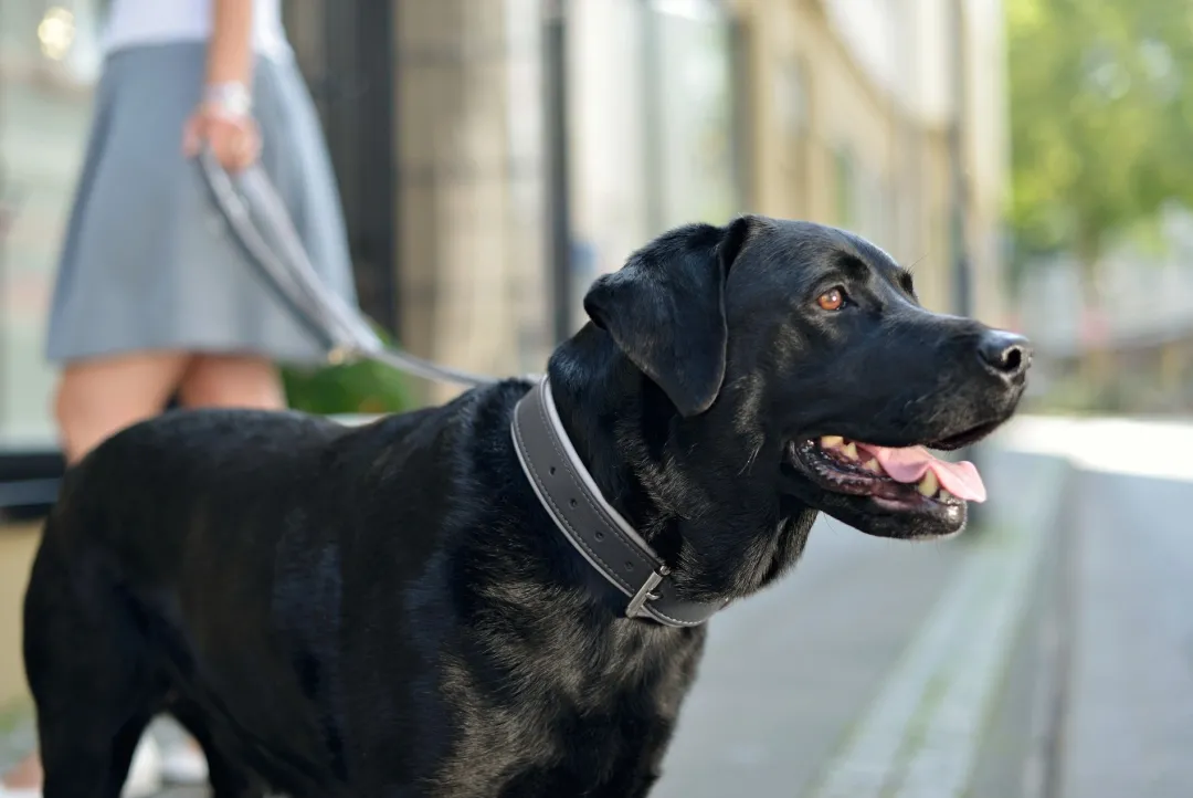 Hundehalsbånd læder Canada Elg Grå 30 - 21-25 cm Hvalpehalsbånd - Bløde Og Sikre Halsbånd Med Perfekt Pasform Til Din Hvalp|Hundehalsbånd Med Stil - Komfort Og Sikkerhed Til Din Hund